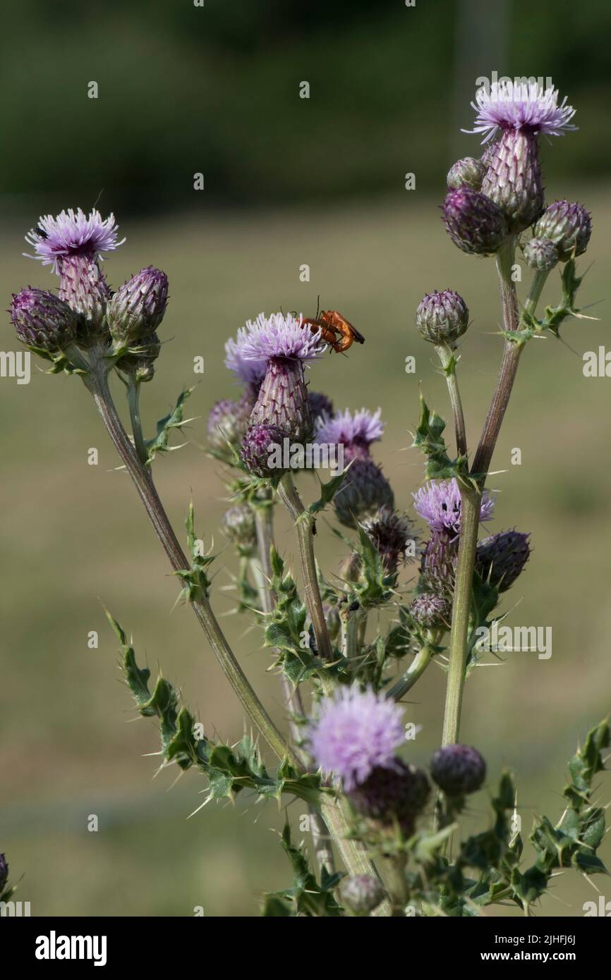 Cardo rastrero (Cirsium arvense) flores y capullos de flores con escarabajos soldados rojos (Rhagonycha fulva) pareja de apareamiento, Berkshire, julio Foto de stock