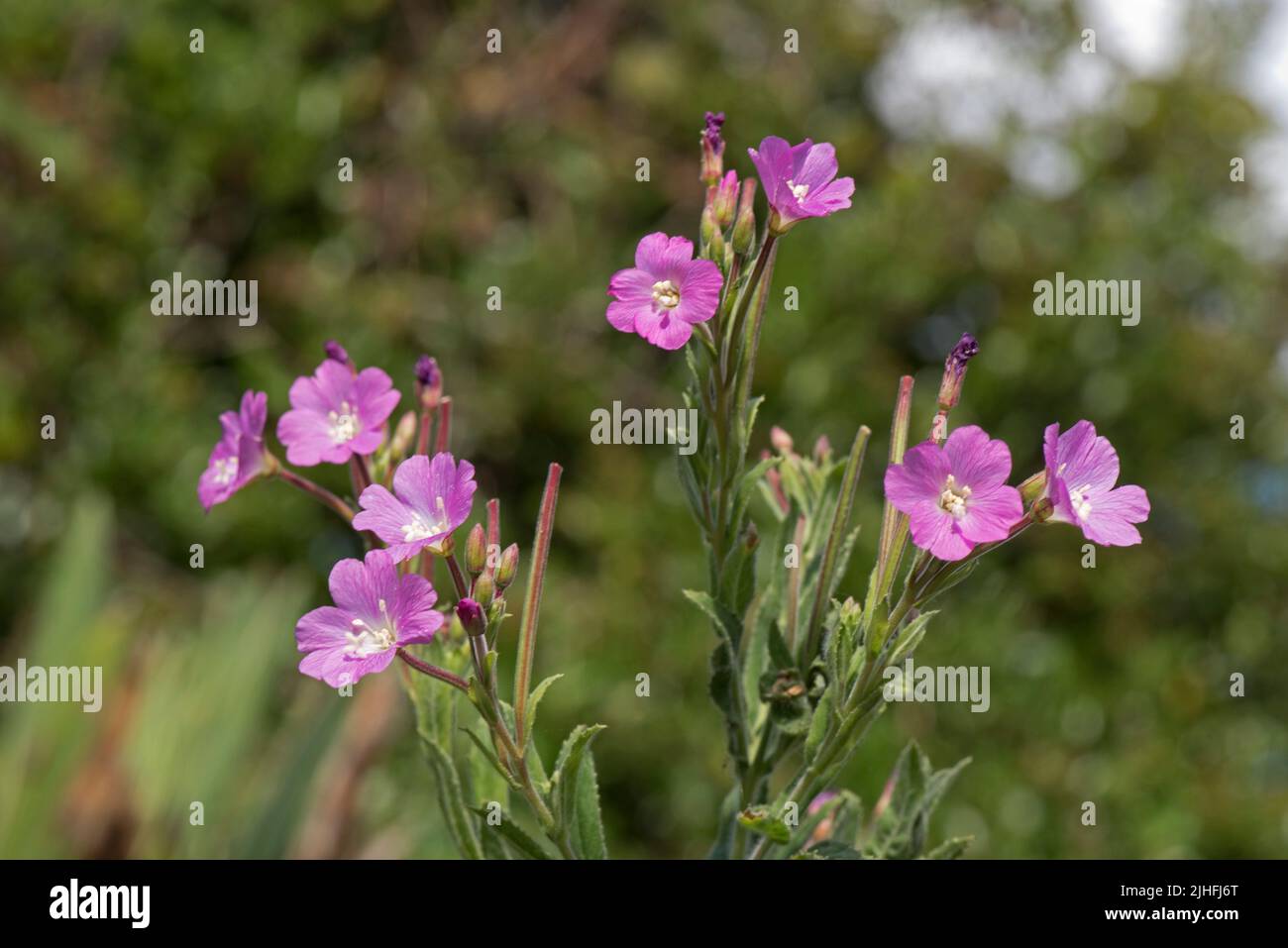 Flores rosadas y vainas tempranas de willowherb mayor o willowherb peludo (Epilobium hirsutum) en la tierra de desechos secos, Berkshire, julio Foto de stock