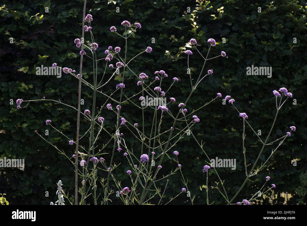 Vervain (Verbena bonariensis) retroiluminado púrpura / lila flores de planta ornamental de jardín contra un fondo oscuro, Berkshire, Foto de stock