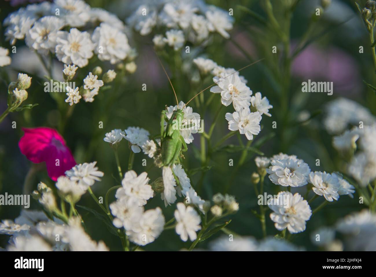 Gitófila de cuadro completo en flor. Las langostas verdes se sientan en las flores. Foto de stock
