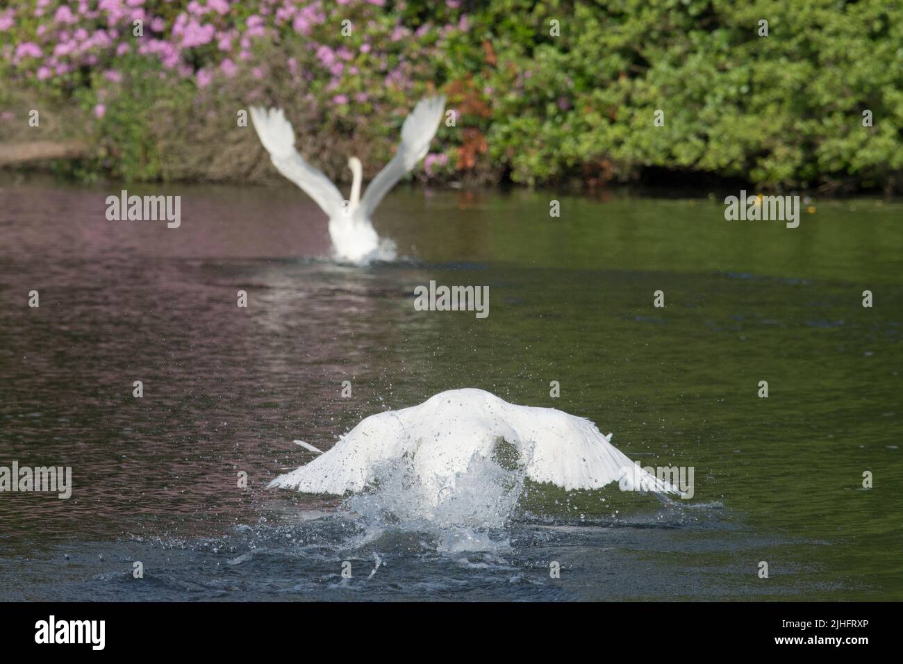 Mut Swan, Cygnus color, persiguiendo otro cisne con sus alas tratando de escapar, Salhouse Broad, Norfolk, Junio Foto de stock