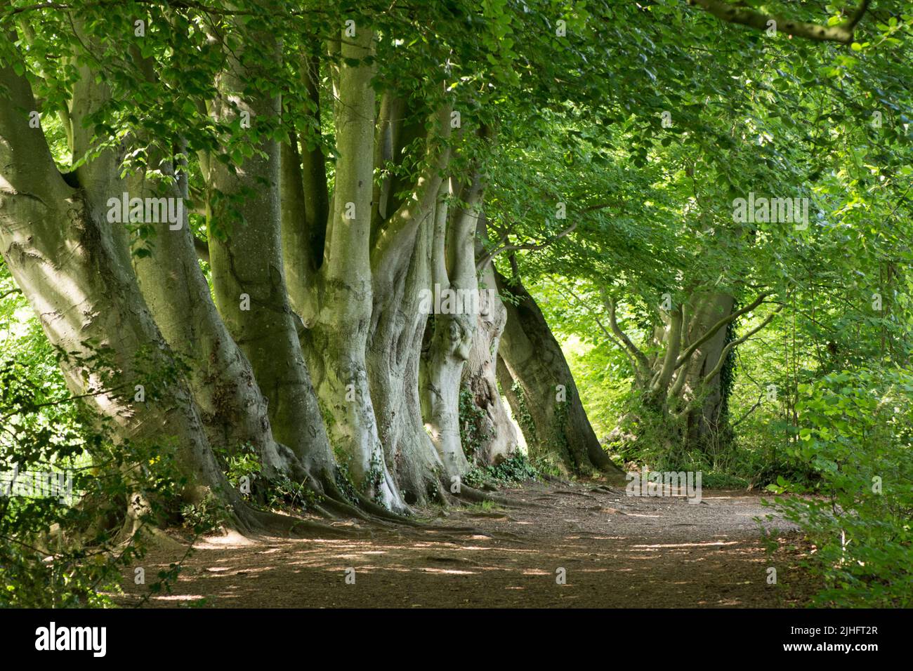 Hilera de haya común, Fagus sylvatica, troncos de árboles en una hilera, Norfolk, Junio Foto de stock