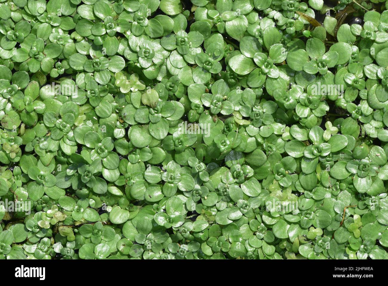Agua-starwort intermedia - Callitriche brutia ssp. Hamulata Foto de stock
