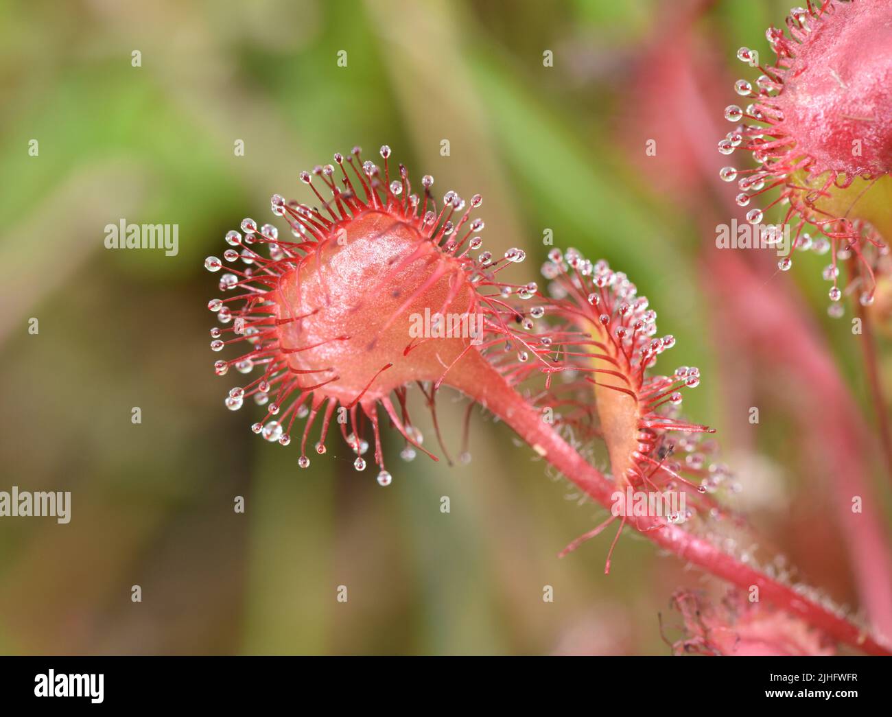 Round-dejados Sundew - Drosera rotundifolia Foto de stock