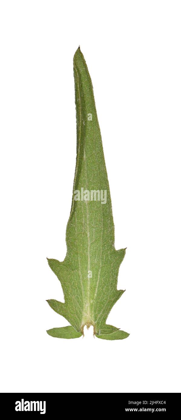 Tiza Knapweed - Centaurea debeauxii Foto de stock
