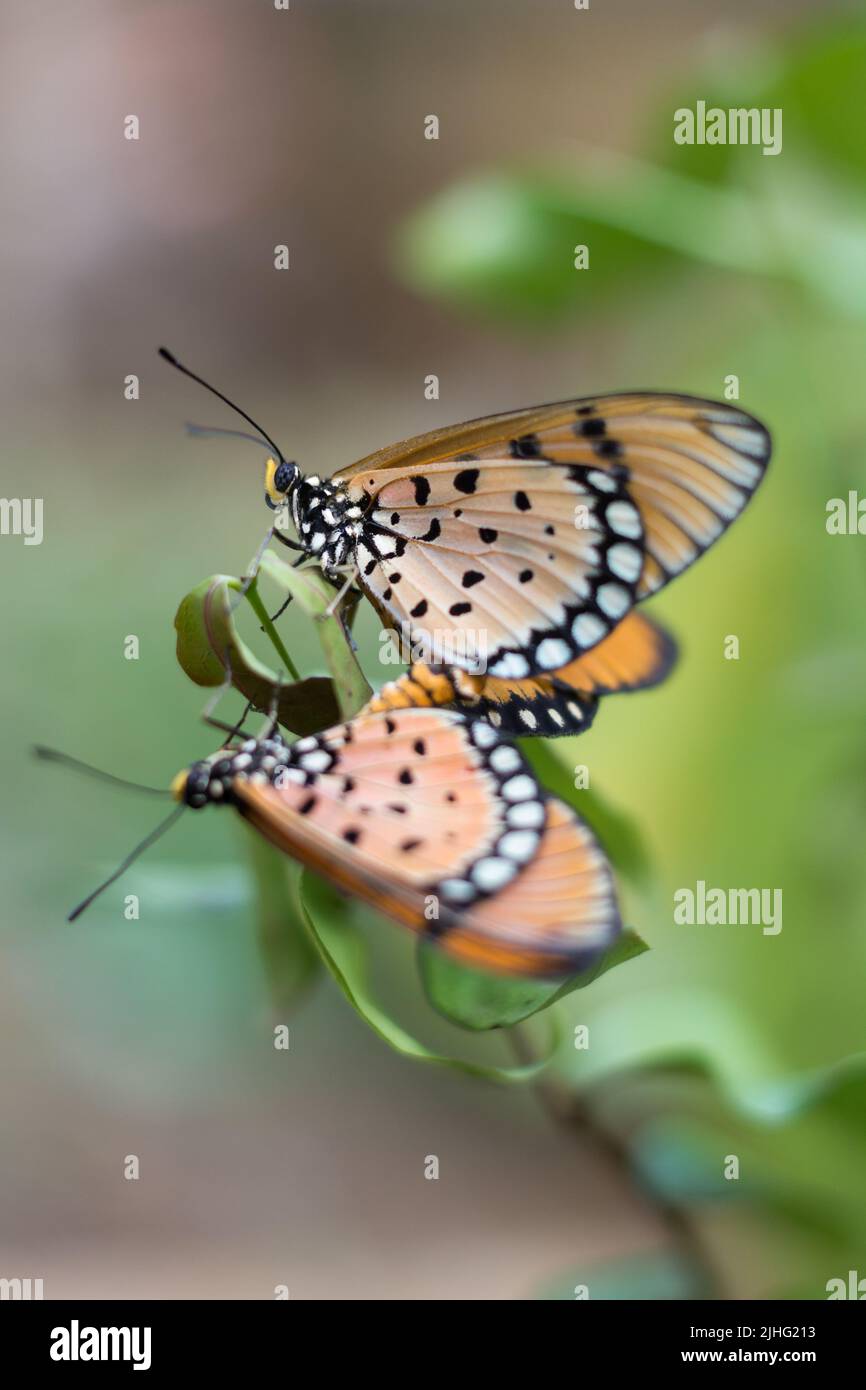 apareamiento tawny coster mariposa, acraea terpsicore, lento movimiento, color naranja con manchas negras aladas pequeñas mariposa aparando, tomadas en profundidad poco profunda Foto de stock