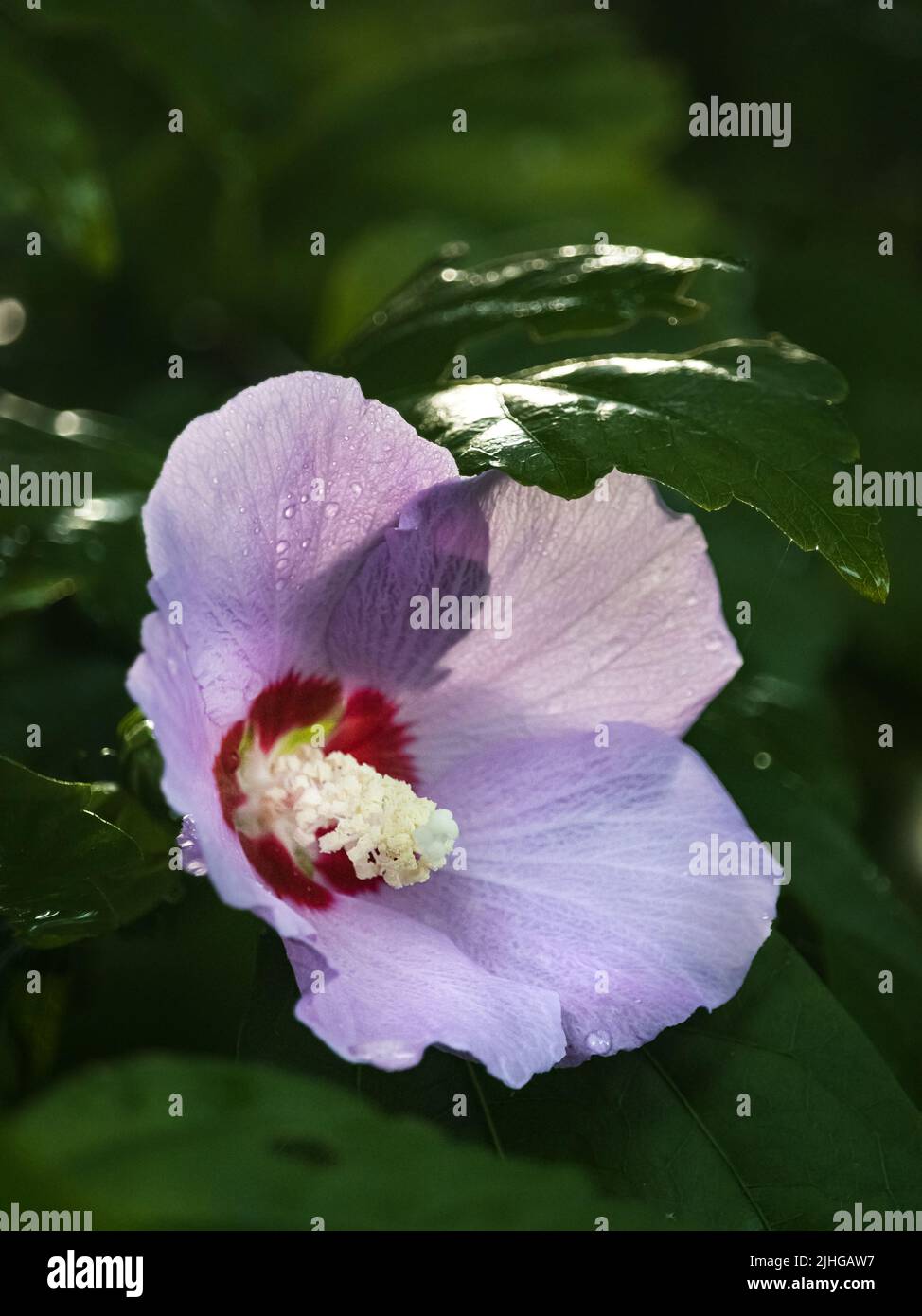 Rosa o púrpura Rosa de Sharon flores, Hibiscus syriacus, sobre un fondo verde oscuro y exuberante bajo la luz del sol en verano o otoño, Lancaster, Pennsylvania Foto de stock