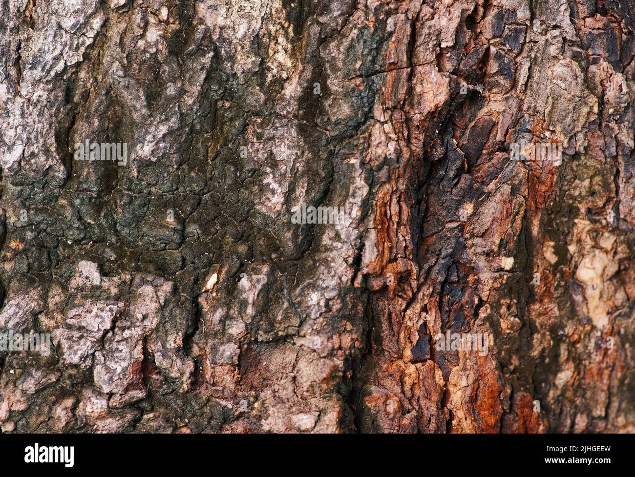 La textura áspera de la corteza del árbol Foto de stock