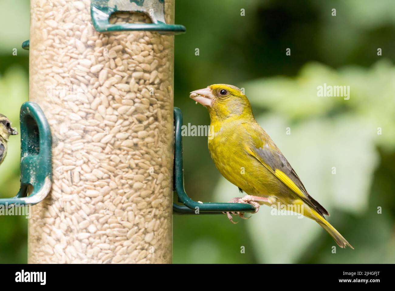 Verde Finch (carduelis chloris) macho temporada de verano plumaje amarillo verde con parches de alas amarillas rumps y lados de la cola también un pico cónico rosa Foto de stock