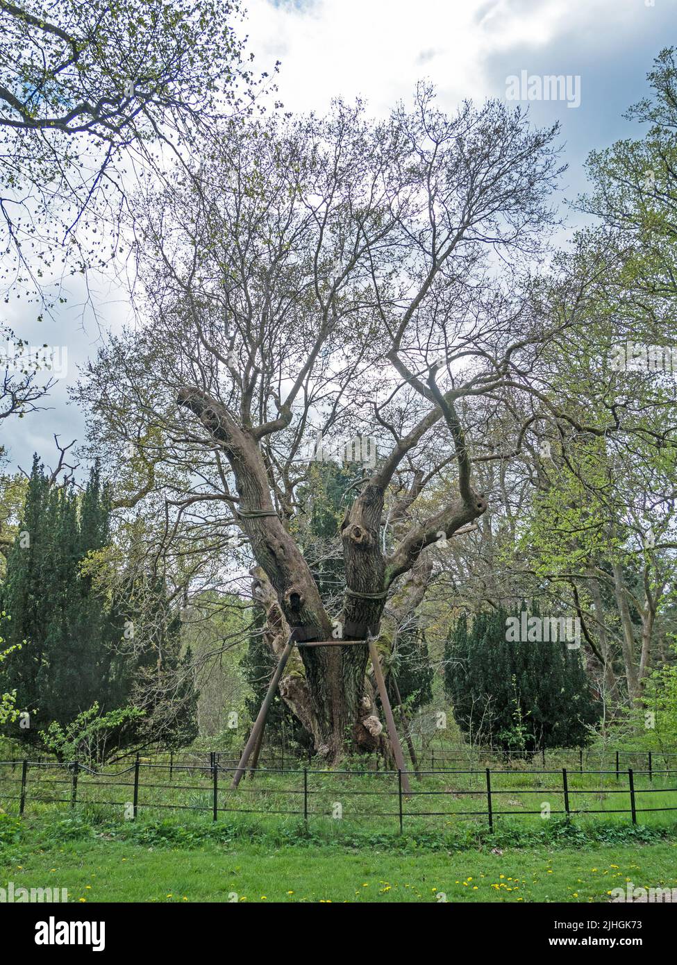 El roble Covenanters, Motherwell Foto de stock