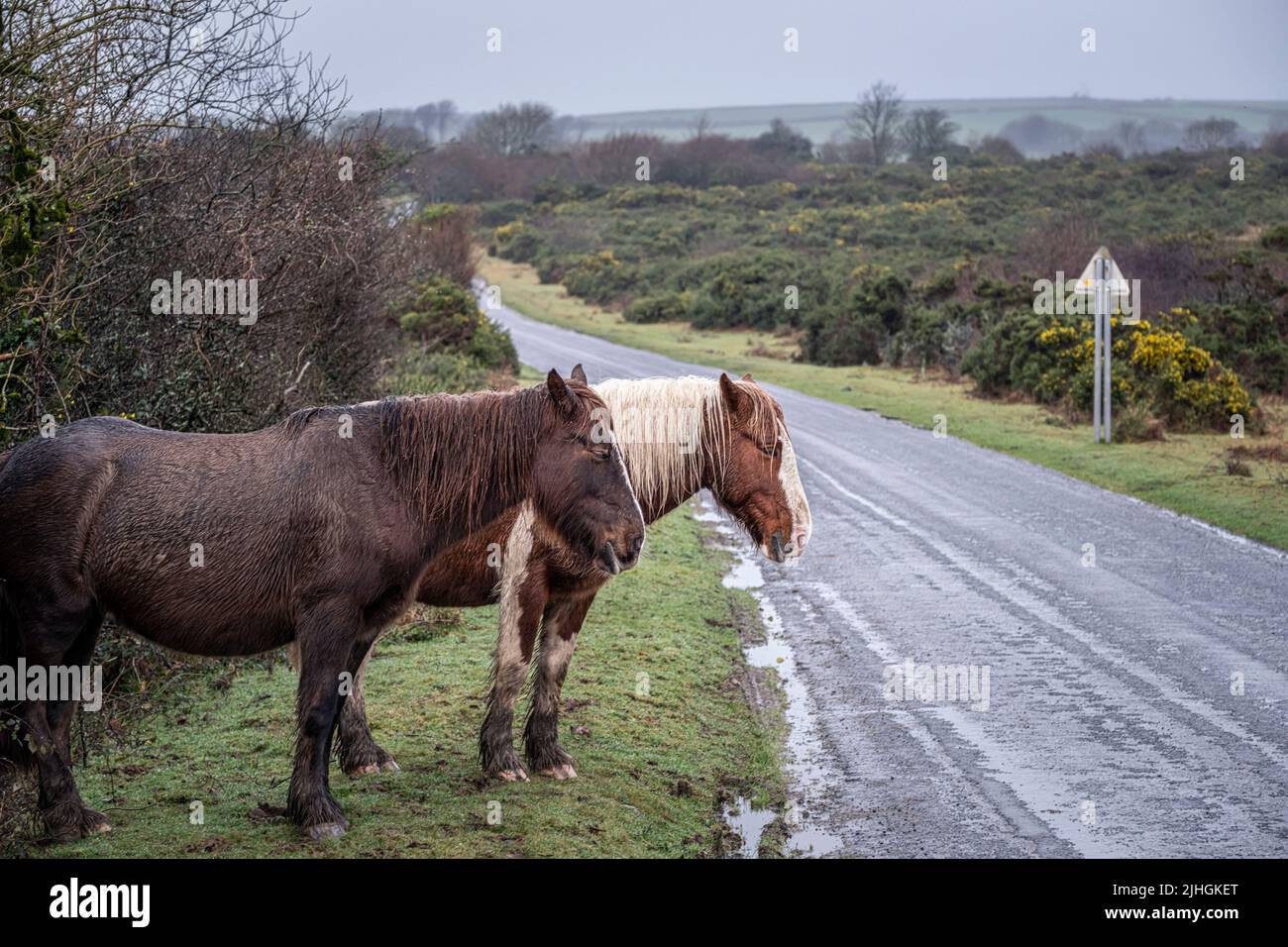Bodmin Ponies que pastan en el lado de una carretera en un clima miserable brumoso en las salvajes Goonzion Downs en Bodmin Moor en Cornwall. Foto de stock