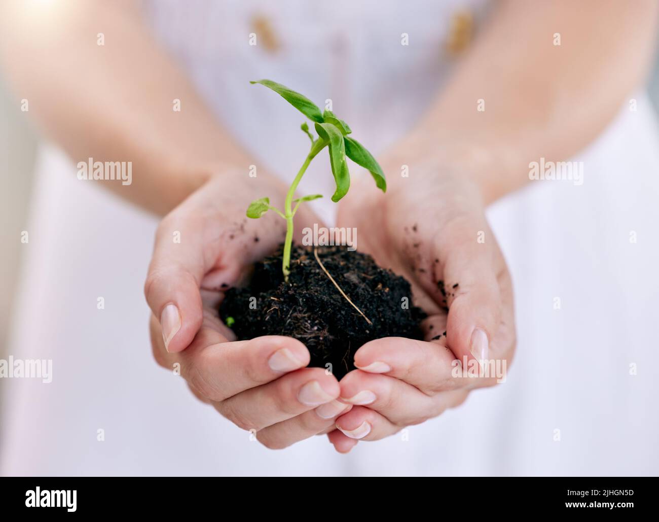 Empresario irreconocible de pie mientras sostiene una planta creciendo de la suciedad en la palma de su mano. Una persona irreconocible creciendo y. Foto de stock