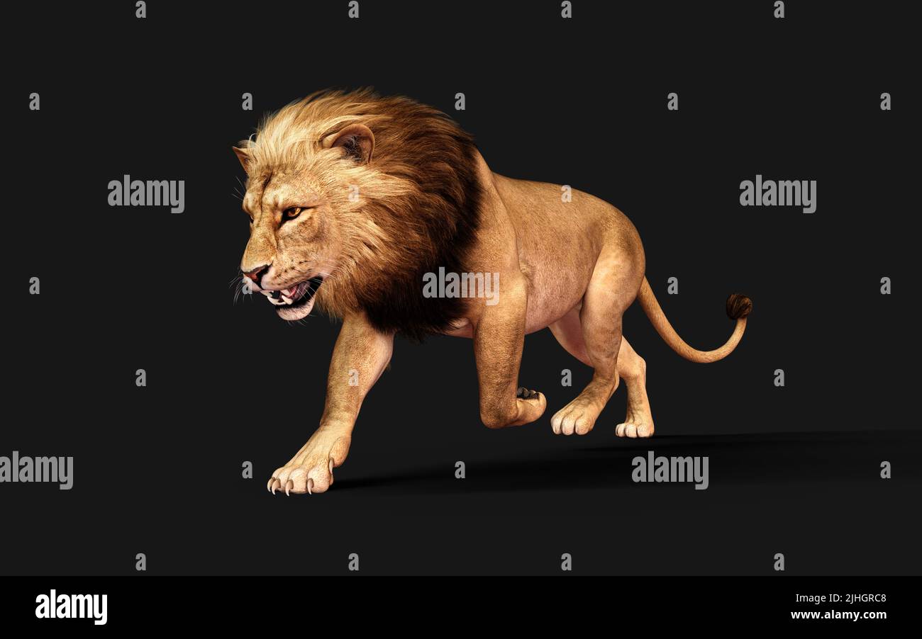 3D Ilustración de León Peligroso Actos y Poses Aislados en Fondo Negro