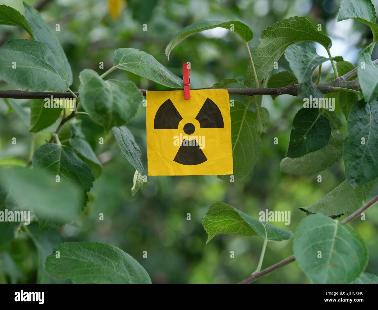 Una nota de papel amarilla con una señal de advertencia de radiación que cuelga de una rama del árbol con una alfiler de ropa. Primer plano. Foto de stock
