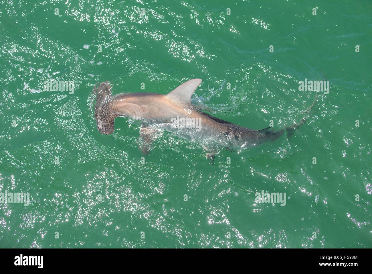 Tiburón martillo nadando en la superficie de la costa de Naples, Florida, en el Golfo de México. Foto de stock