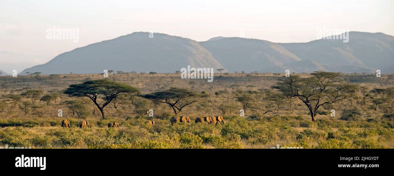 Paisaje de sabana africana con oído de elefantes en Samburu NP, Kenia. Foto de stock