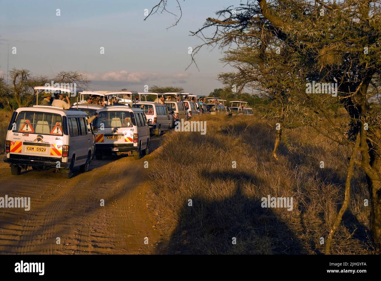 ¡ATASCO DE TRÁFICO Leopard! Los conductores de los vehículos Safari han visto un leopardo en el parque nacional de Samburu y los jeeps se alinean rápidamente. Foto de stock