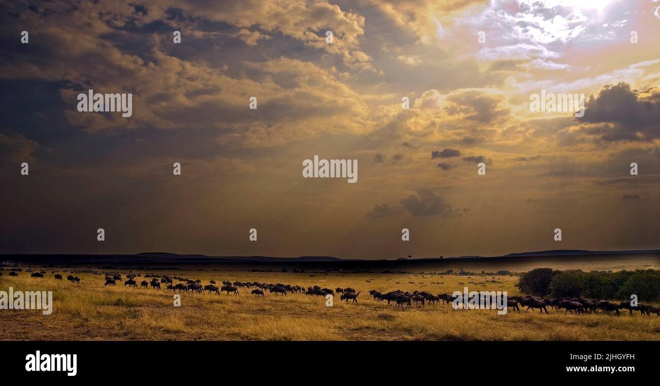 Más sauces en la Gran Migración en Maasai Mara mientras el sol baja en el cielo y la luz se está volviendo dramática. Foto de stock