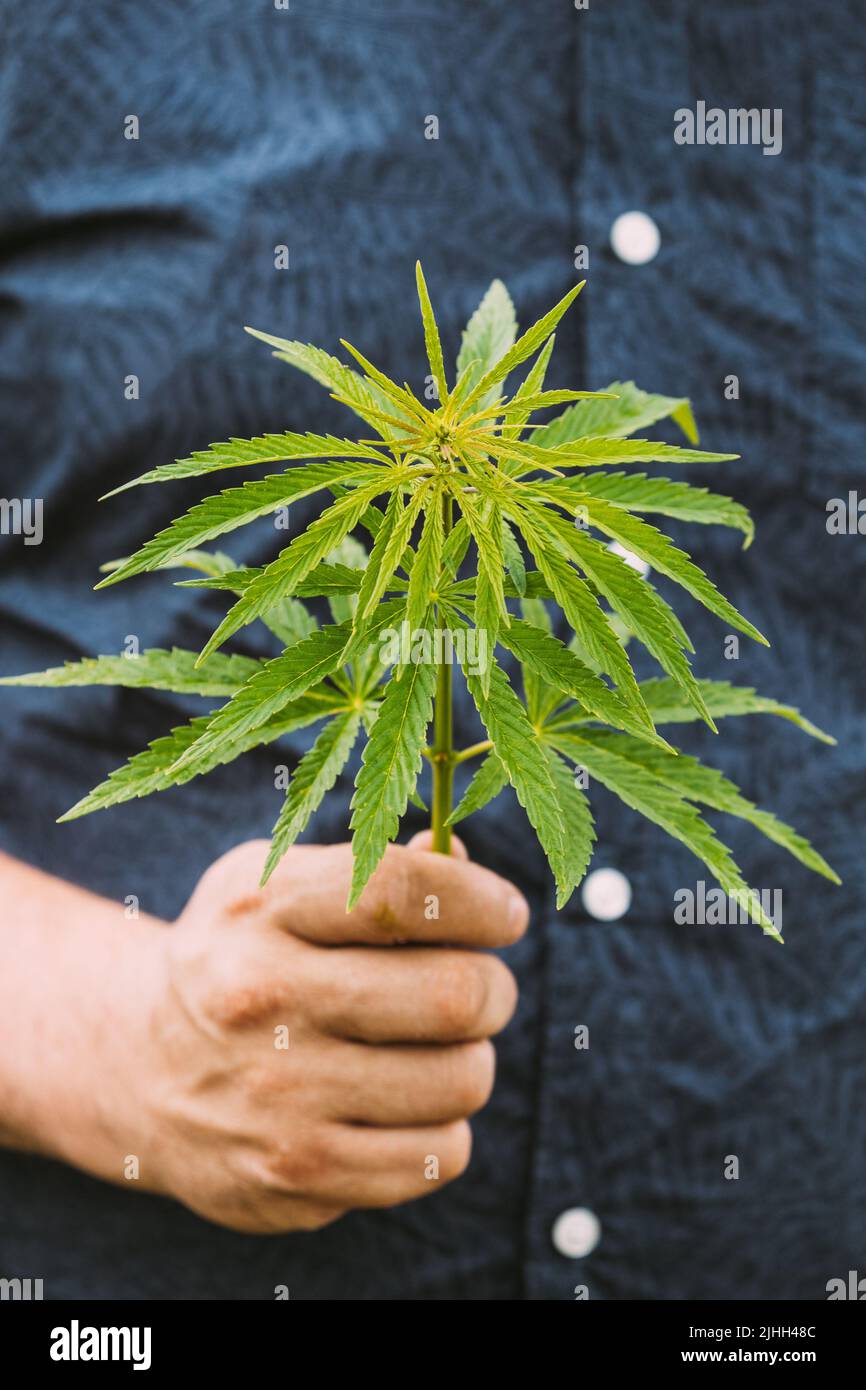 Hombre que sostiene a Legal Green Marijuana Cannabis Sprout en su mano. Granja de cannabis en el día de verano, hermoso cultivo de cannabis. Cultivo de marihuana Foto de stock