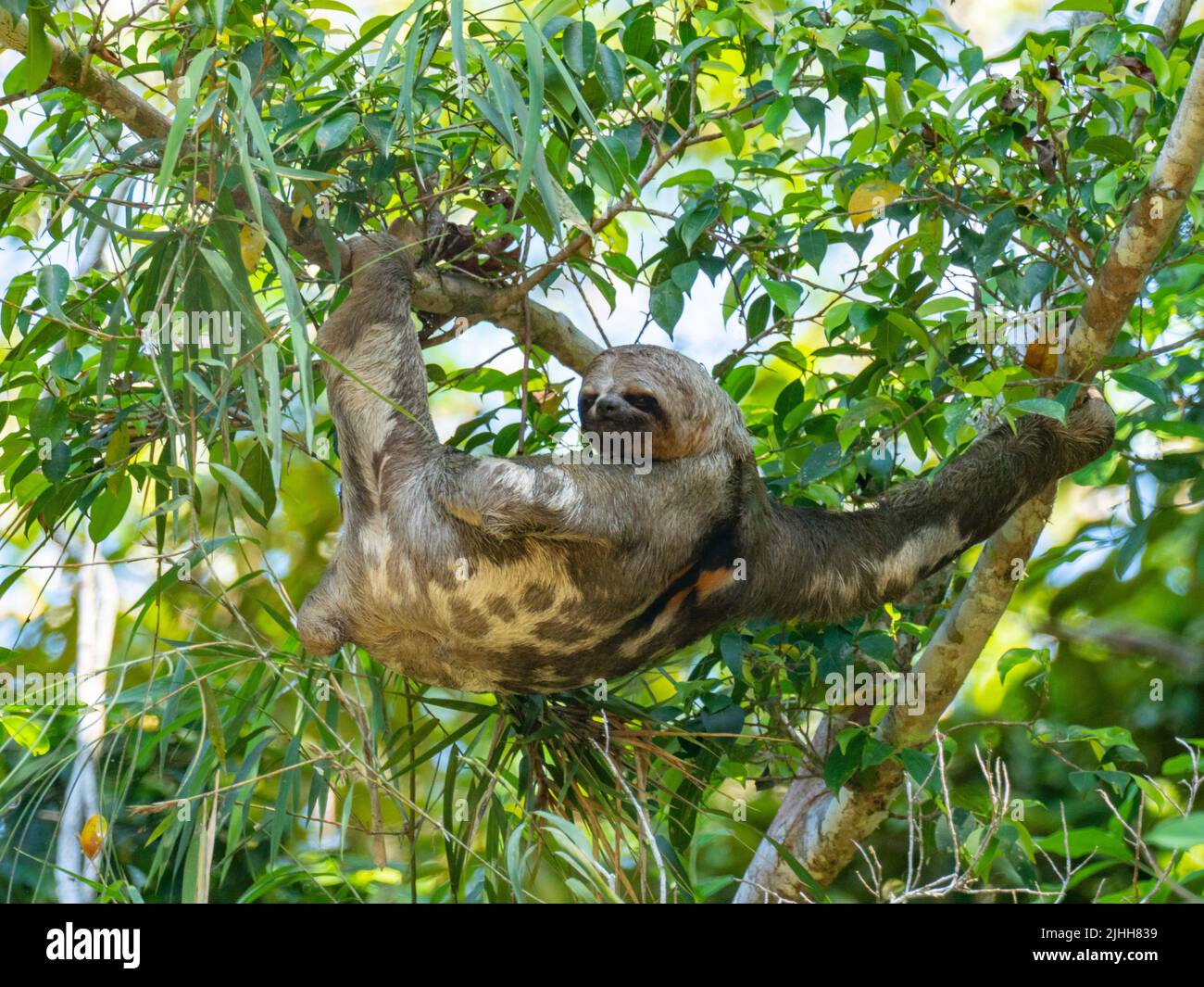 Perezoso de tres dedos de garganta parda, Bradypus variegatus, colgado en un árbol a lo largo del río Amazonas del Perú Foto de stock