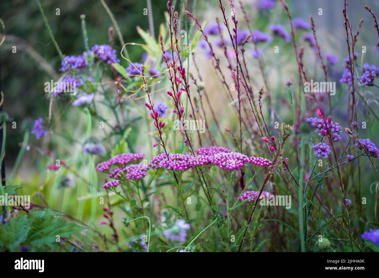 Borde de flores perennes en el jardín Foto de stock