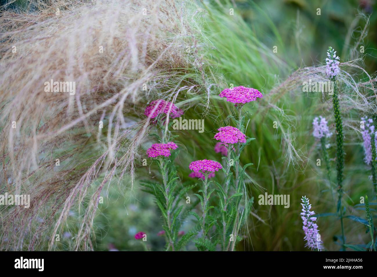 Borde floral con Achillea millefolium en el jardín, poca profundidad de campo Foto de stock