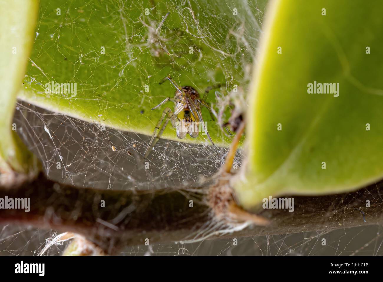 Araña Cobweb masculina adulta de la familia Theridiidae Foto de stock