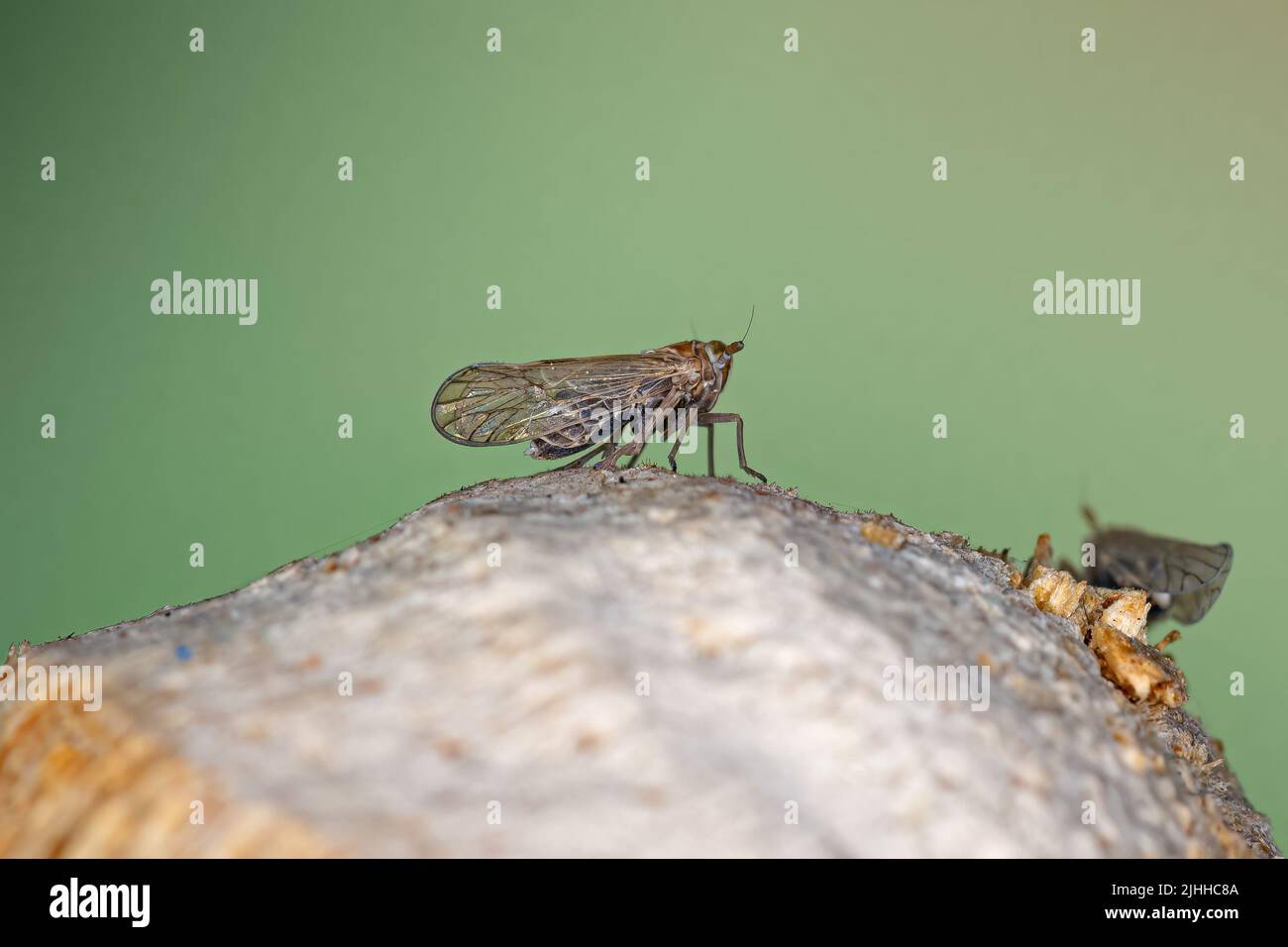 Insecto plantopper adulto de la superfamilia Fulgoroidea Foto de stock