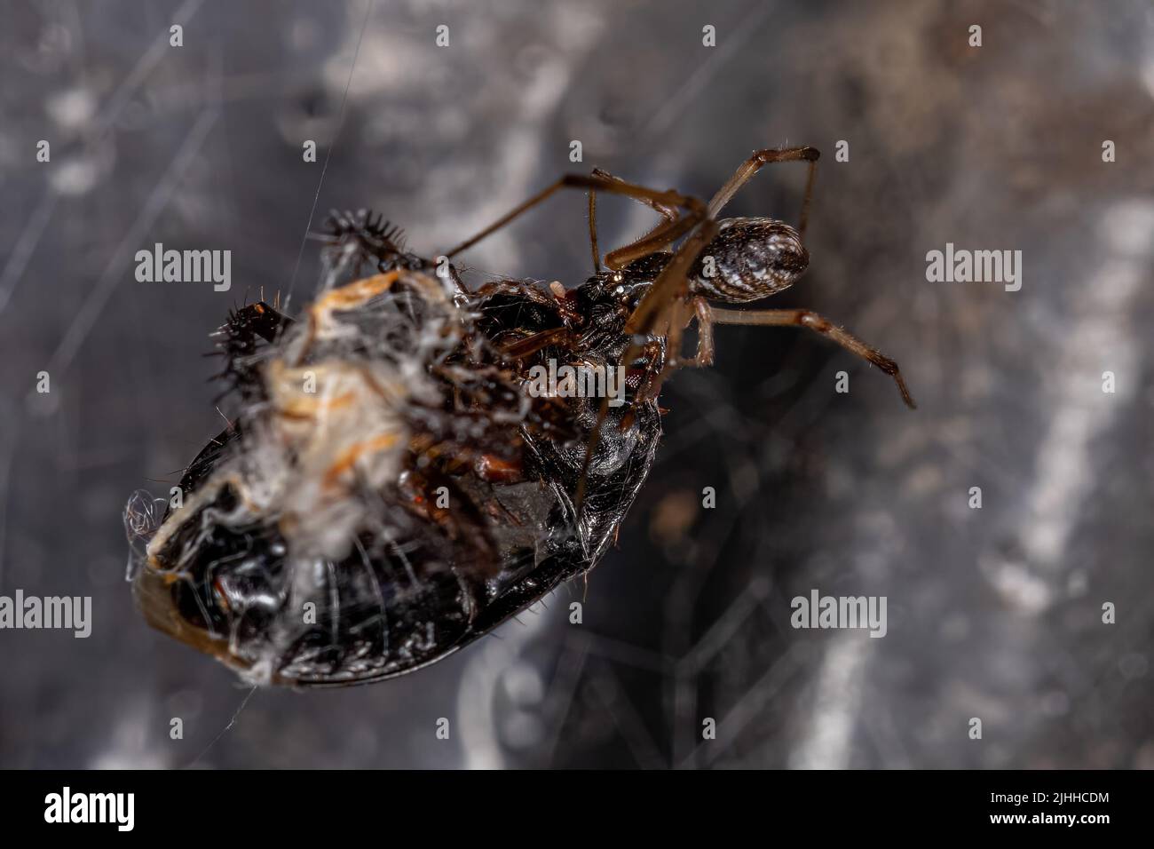 Viuda Marrón Varón de la especie Latrodectus geometricus criando sobre un insecto apestoso Foto de stock