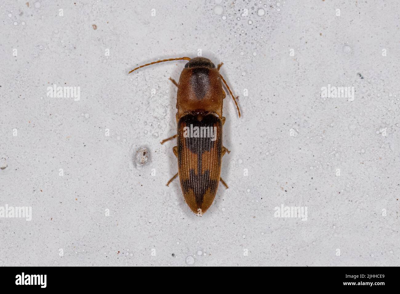Adulto Click Beetle de la familia Elateridae Foto de stock