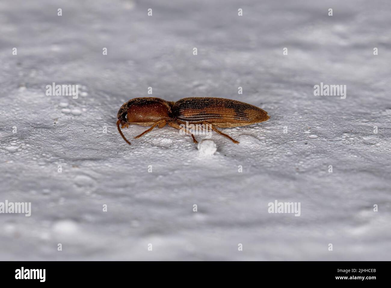 Adulto Click Beetle de la familia Elateridae Foto de stock