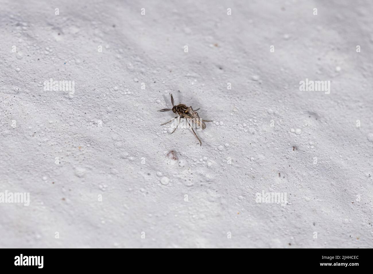 Adulto mordido Medio de la Familia Ceratopogonidae Foto de stock