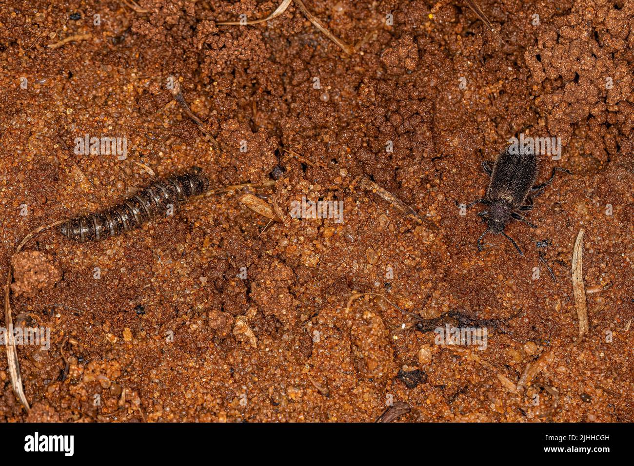 Adulto y larva de escarabajos de articulación larga de la especie Lagria villosa Foto de stock
