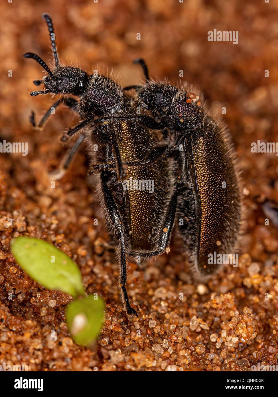 Beetles largo-articulados adultos de la especie Lagria villosa acoplamiento Foto de stock