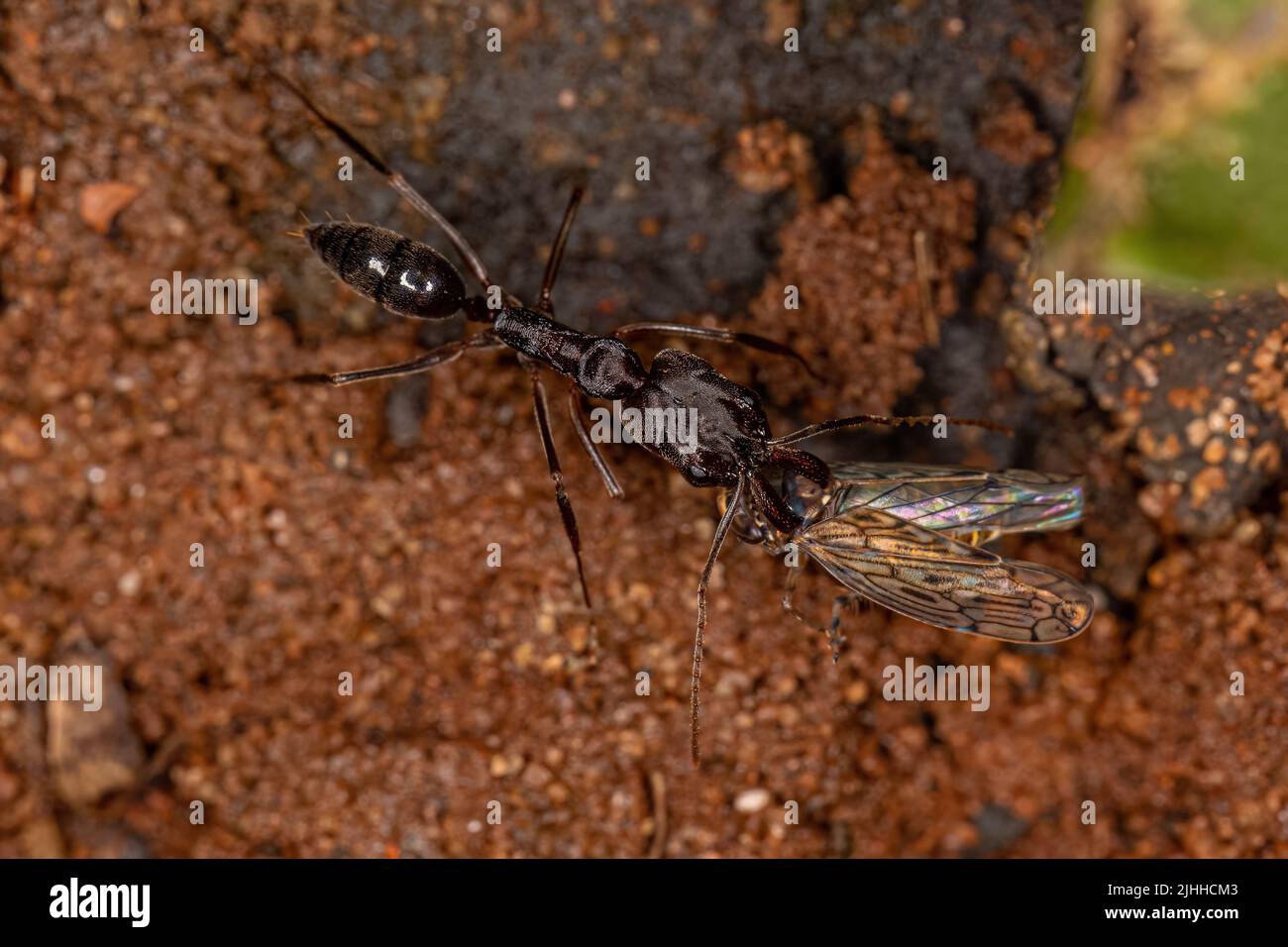 Adulto Trap-jaw Ant del género Odontomachus que lleva un adulto muerto típico leafhopper de la Familia Cicadellidae Foto de stock