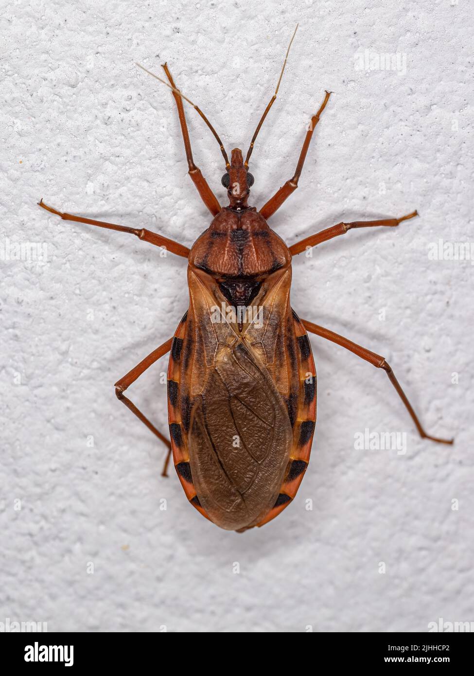 Adulto besos Bug del género Panstrongylus Foto de stock