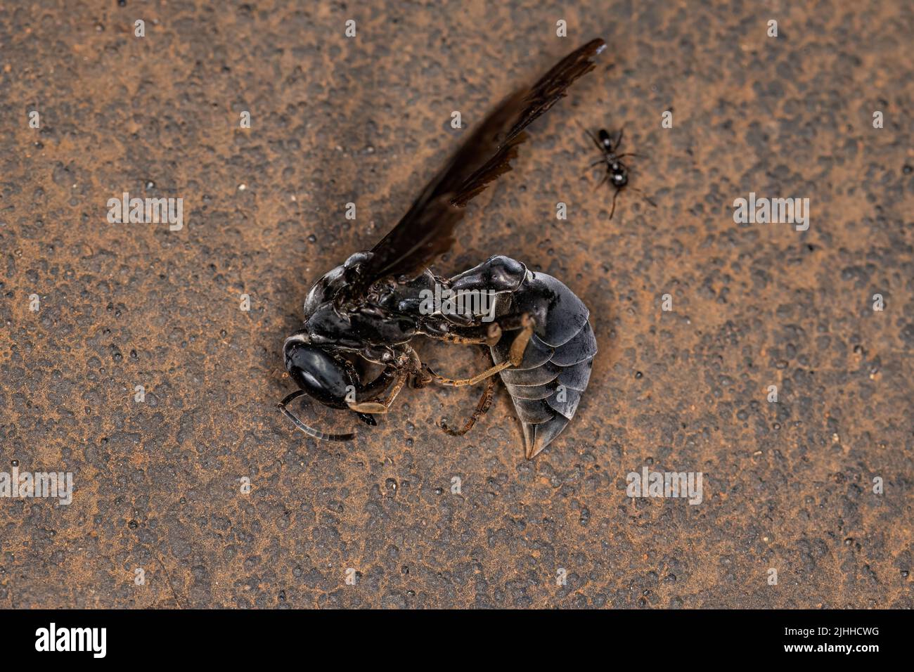 Hembra Guerrero Adulto Muerto Wasp del género Synoeca Foto de stock