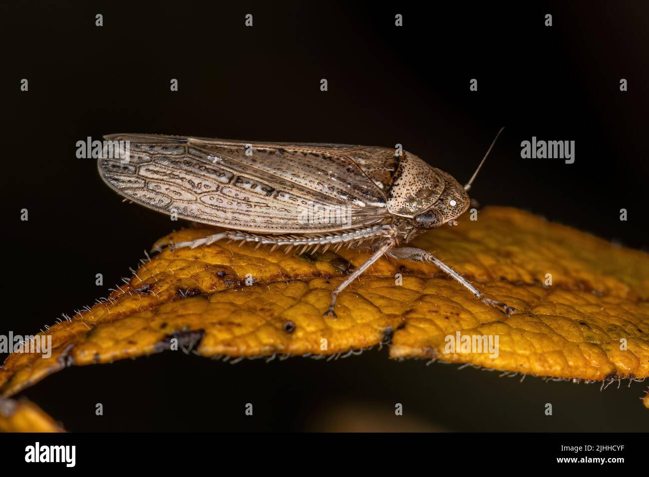 Leafhopper típico adulto de la especie Sordana sordida Foto de stock