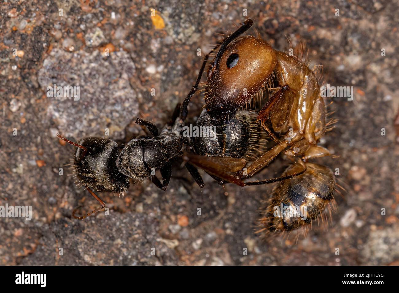 Muerto Adulto Carpintero Anta del género Camponotus Foto de stock
