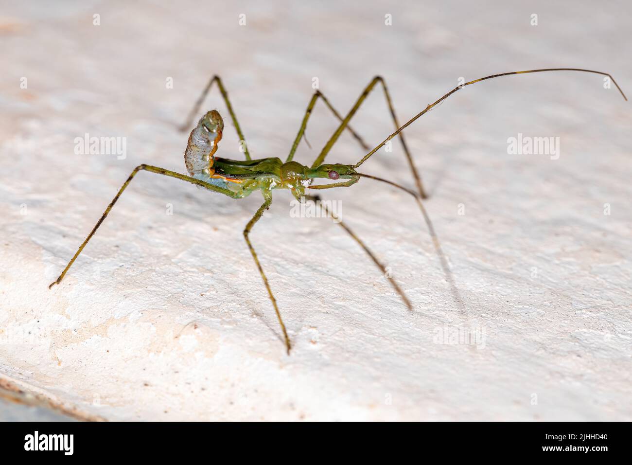 Assassin Bug Ninfa de la tribu Harpactorini Foto de stock
