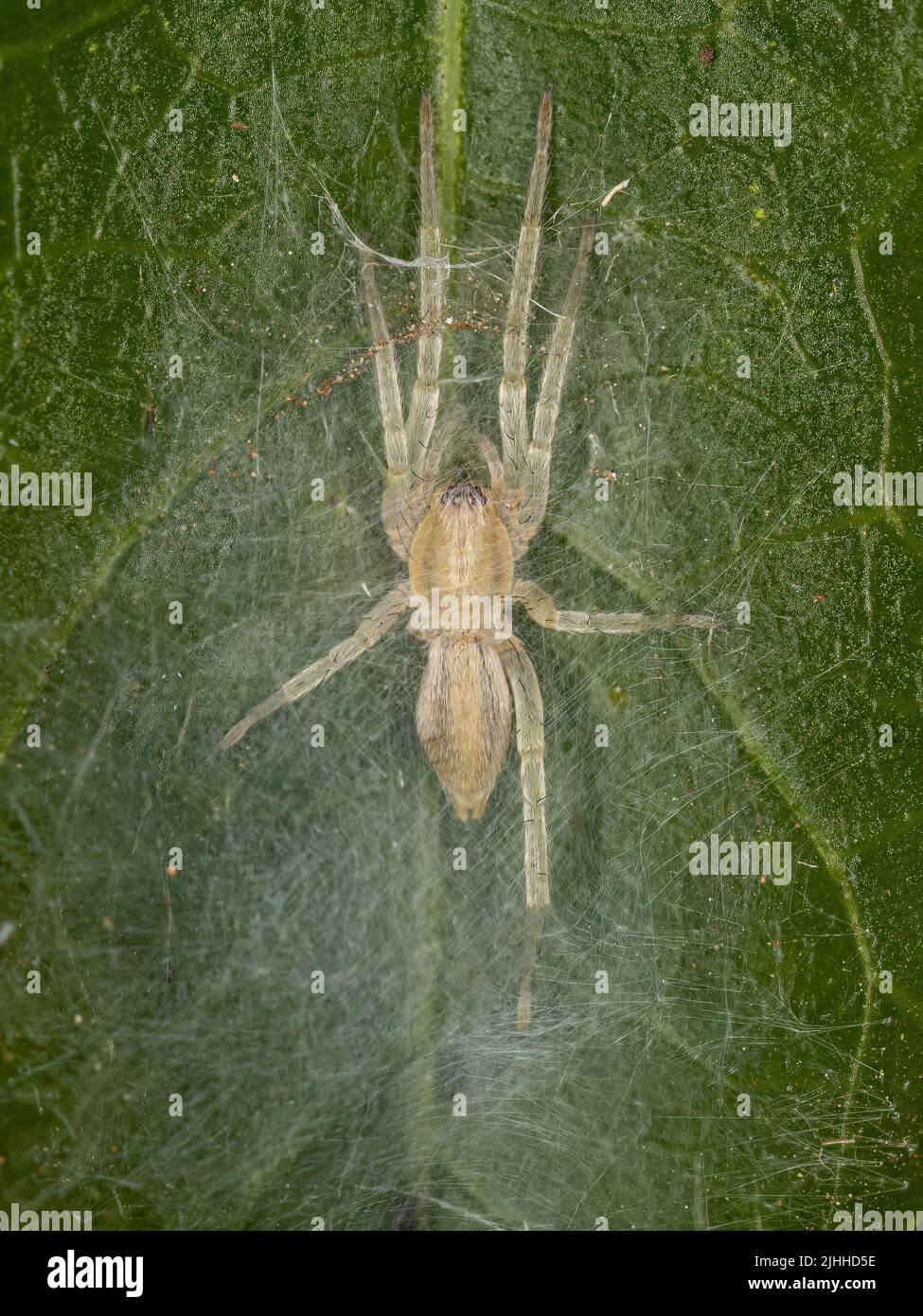 Pequeña araña fantasma de la familia Anyphaenidae Foto de stock