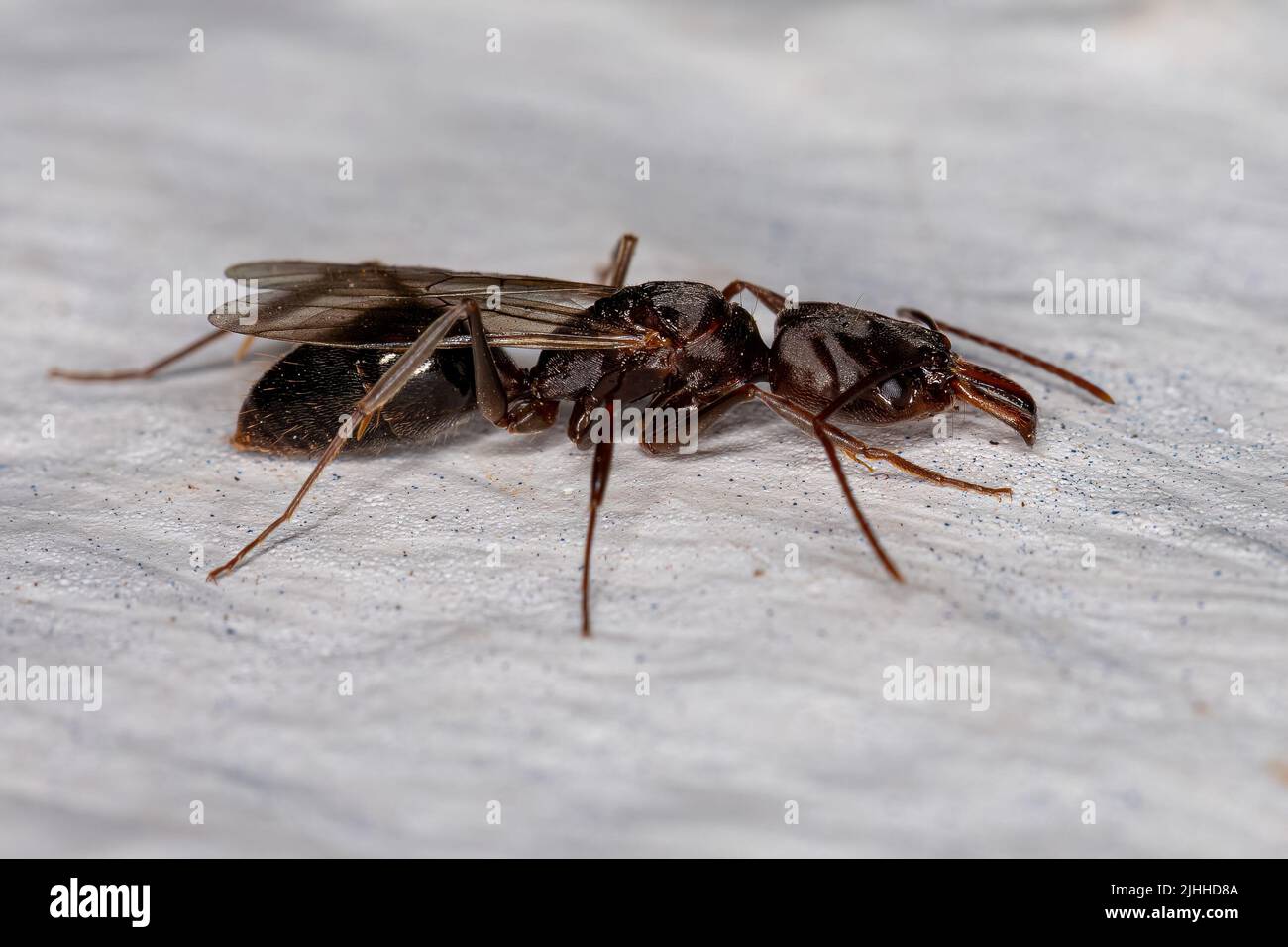 Mujer adulta Trap-jaw Queen Ant del género Odontomachus Foto de stock