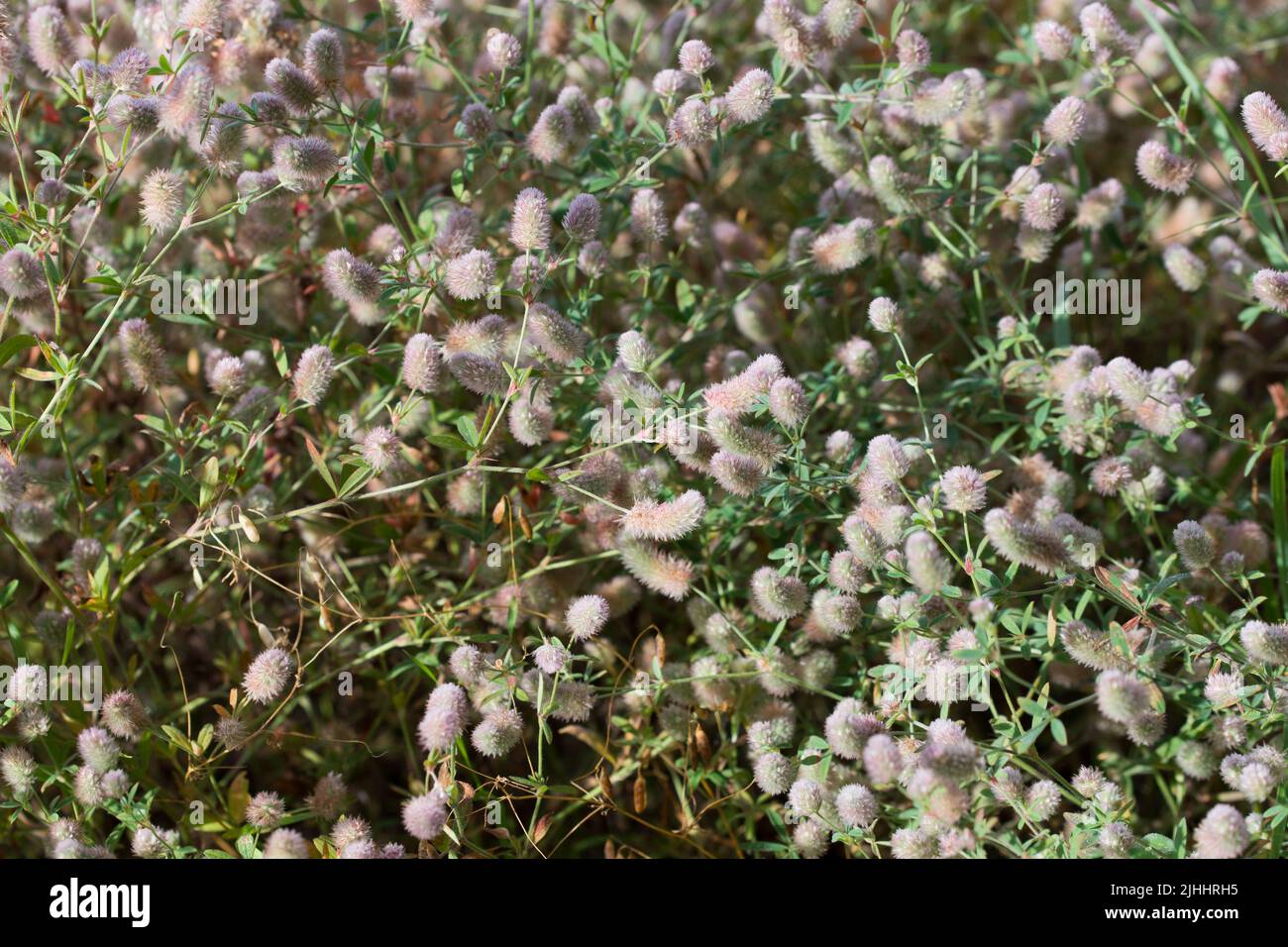 Trifolium arvense, campo liebre-pie clover flores primer plano enfoque selectivo Foto de stock