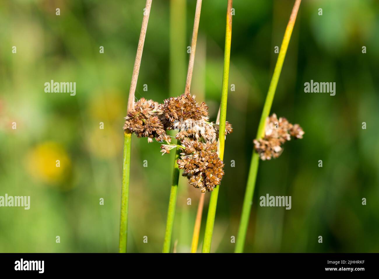 Juncus, rubor flores secas en día soleado primer plano enfoque selectivo Foto de stock