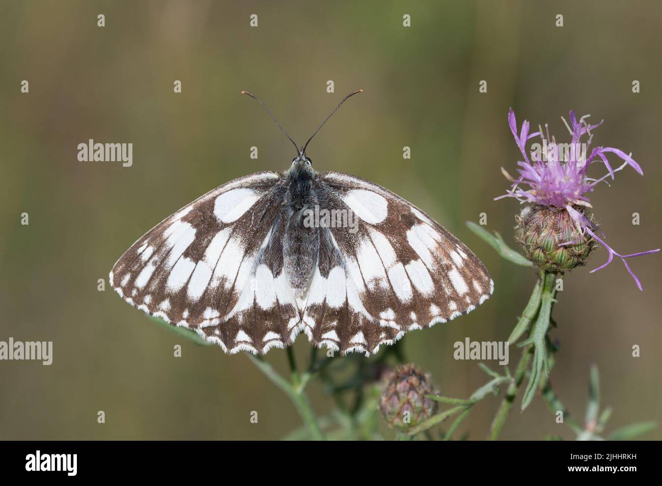 Melanargia galathea, mariposa blanca de mármol sobre flor primer plano enfoque selectivo Foto de stock