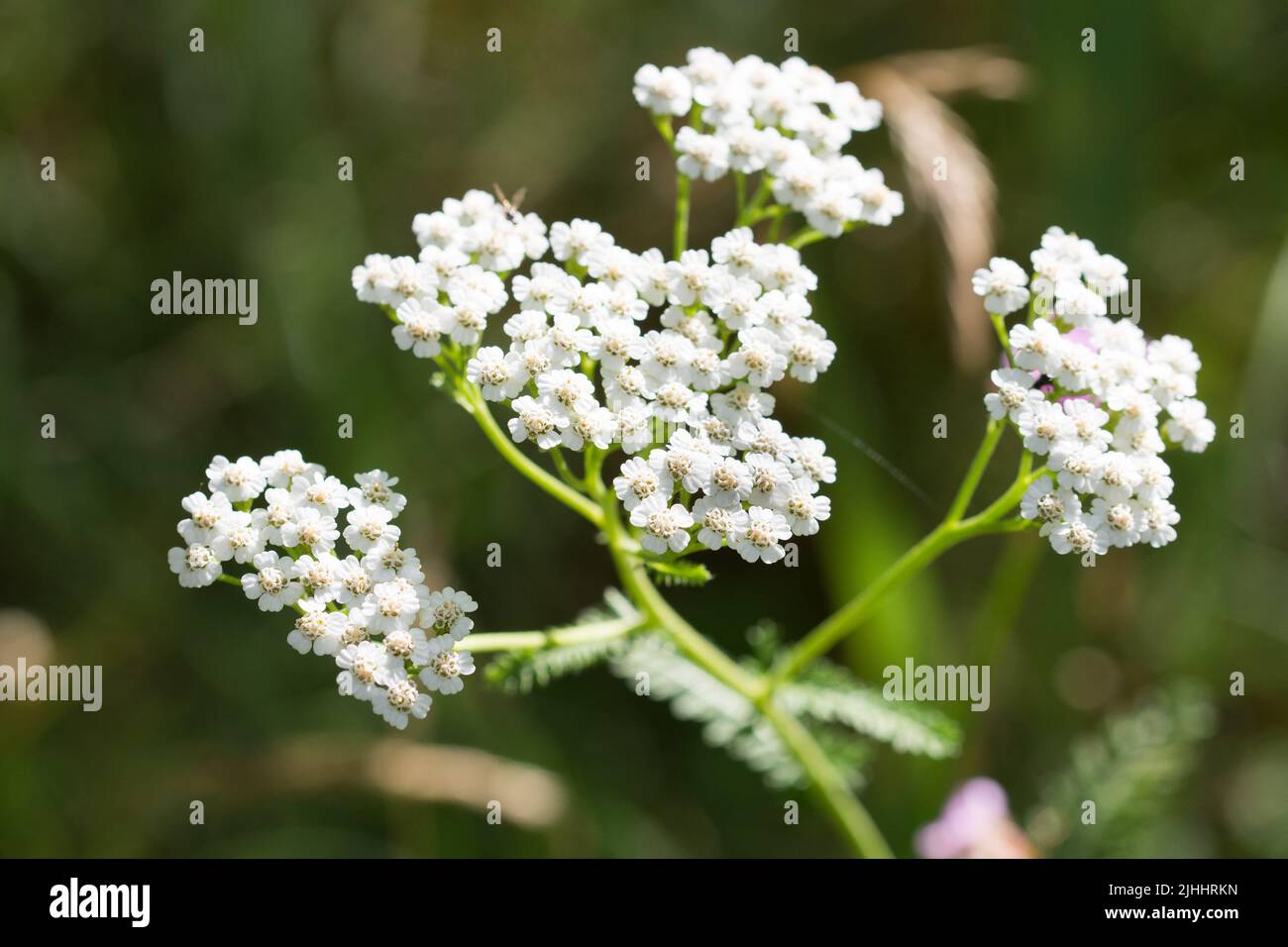 Achillea millefolium, yarrow común flores blancas primer plano enfoque selectivo Foto de stock