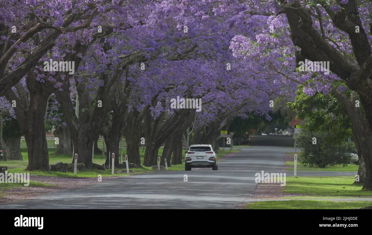 el coche que conduce junto a los árboles grandes de jacaranda florecientes en grafton Foto de stock
