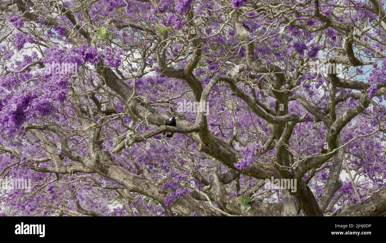 amplia foto de una magpie en un árbol de jacaranda en flor en grafton Foto de stock