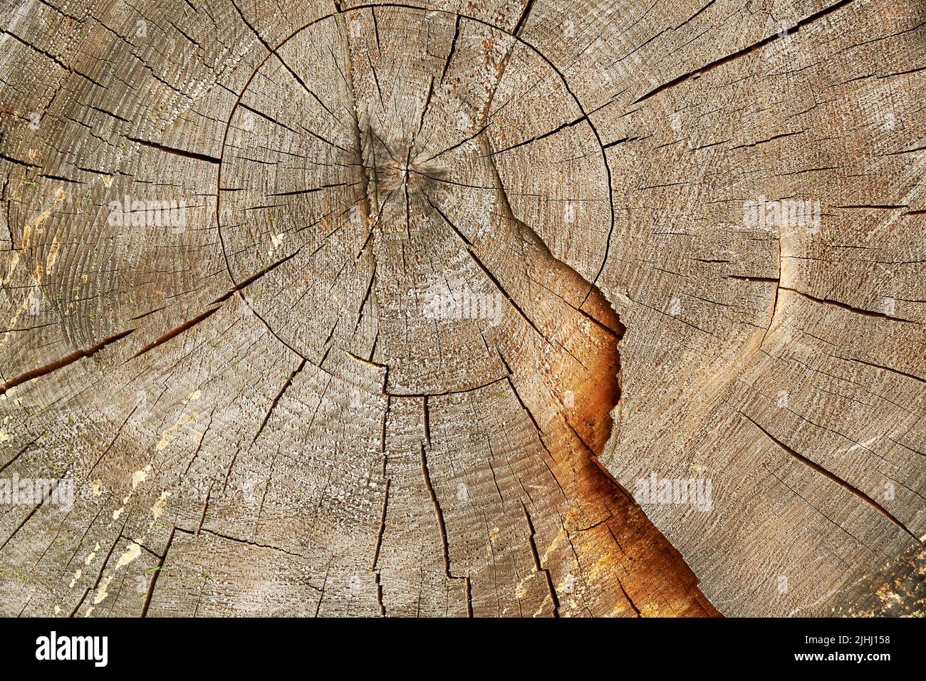 Textura de un tronco de árbol cortado con círculos anuales cerca. Fondos abstractos de naturaleza Foto de stock