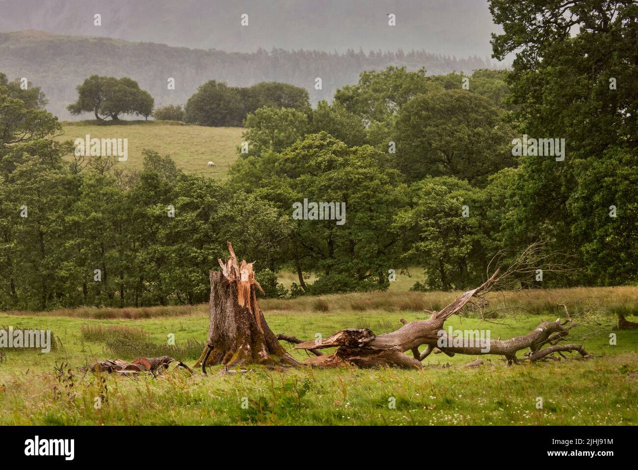 El paseo por los pubs en el Lake District, Cumbria en el noroeste de Inglaterra, un árbol dañado en un campo Foto de stock